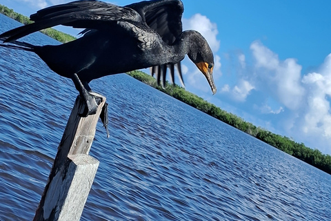 Río Lagartos: Safari con Flamencos y Excursión a Las Coloradas