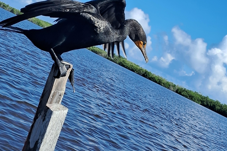 Río Lagartos: Safari con Flamencos y Excursión a Las Coloradas