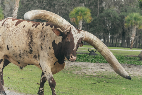 Orlando: drive-tru safaripark bij Wild Florida