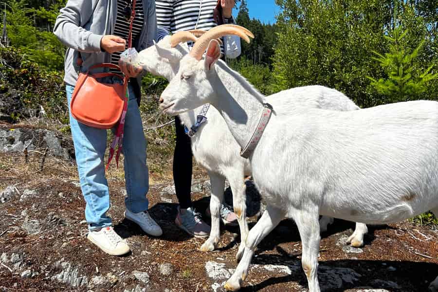 Ziegenwanderung-Abenteuer auf der Maple Heart Ranch. Foto: GetYourGuide Ziegenwanderung-Abenteuer auf der Maple Heart Ranch. Foto: GetYourGuide