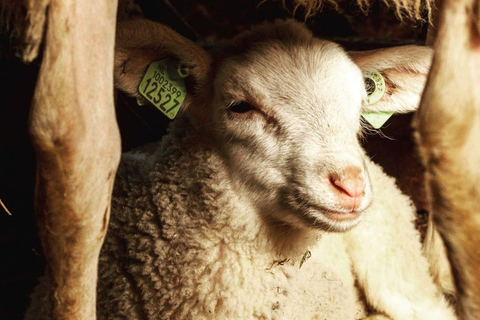 Amsterdam: Ser, wiatrak i wiejska wycieczka rowerowa