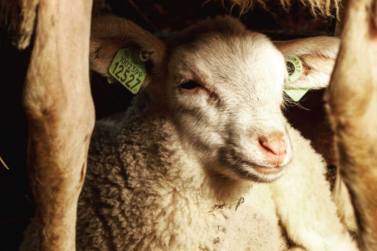 Amsterdam: Ser, wiatrak i wiejska wycieczka rowerowa