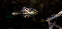 Tambopata, recherchez des Caimans en Amazon |Visite nocturne | - Housity