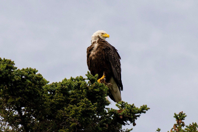 Skagway: Ocean Raft Adventure Along Scenic Coastline
