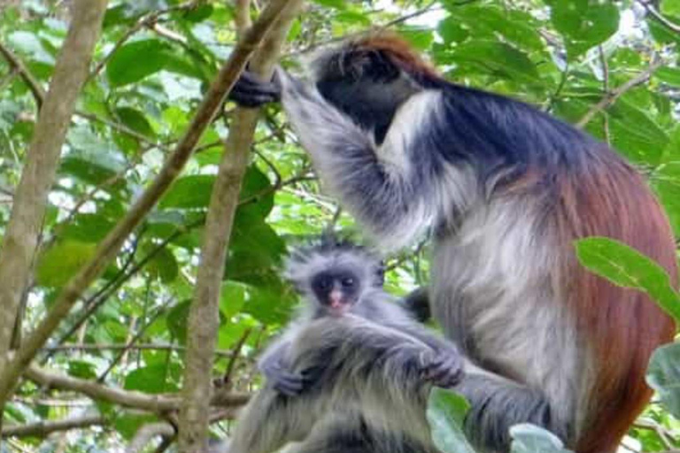 Jozani Forest & Turquoise Waters Turtle Swim at Salaam Cave TOUR WITHOUT HOTEL PICKUP AND DROP OFF