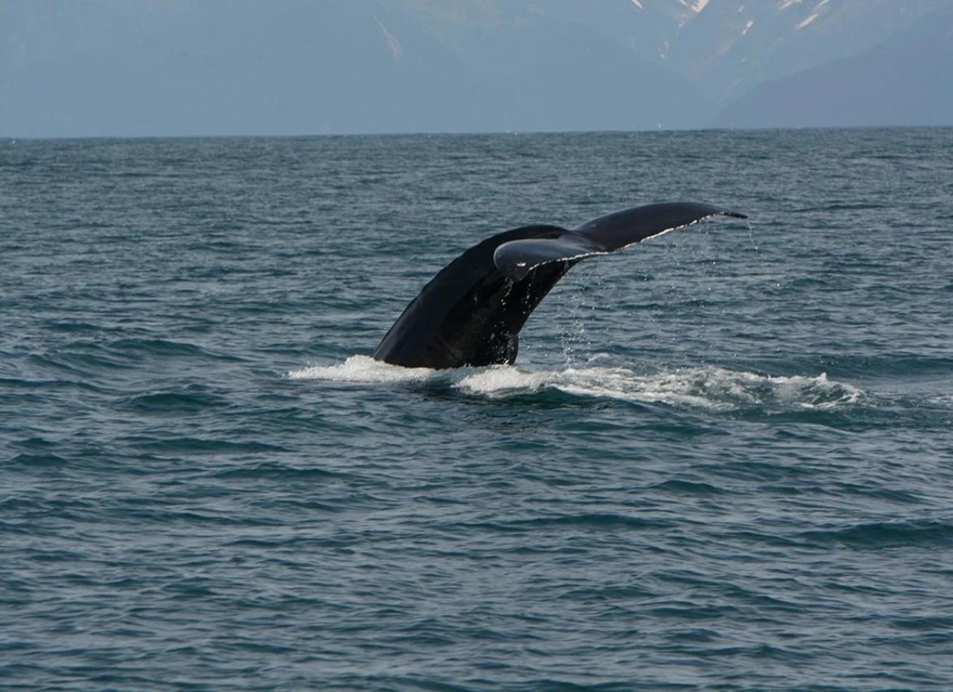 Seward: Kaptajnens valg Kenai Fjords National Park Tour