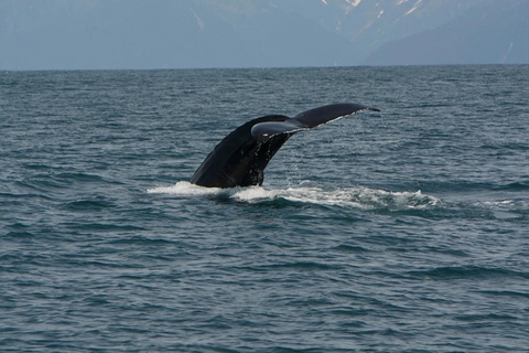 Seward: Captain's Choice Kenai Fjords National Park Tour