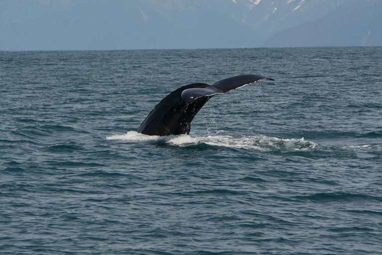 Seward: Captain's Choice Kenai Fjords National Park Tour