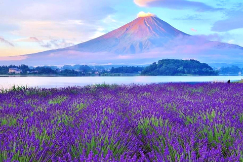 Tokyo: Full-day Tour of the Six Majestic Spots of Mt Fuji 8:00 AM Shinjuku West Exit, SMBC Meeting Point