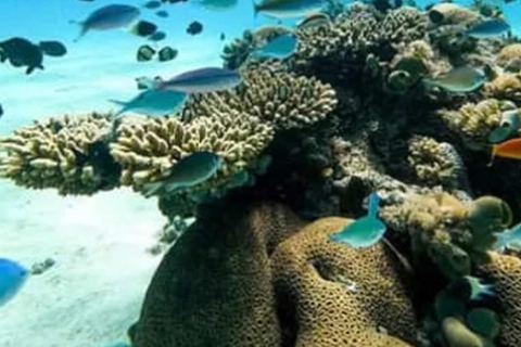 Wasini island: Marine Park, Dolphin Watch & Village Tour