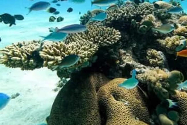 Wasini island: Marine Park, Dolphin Watch & Village Tour