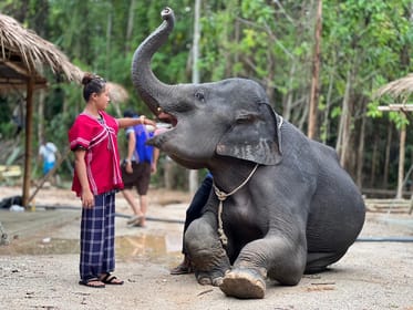 Phuket, Elephant Experience with Lunch or Dinner and Pickup - Housity