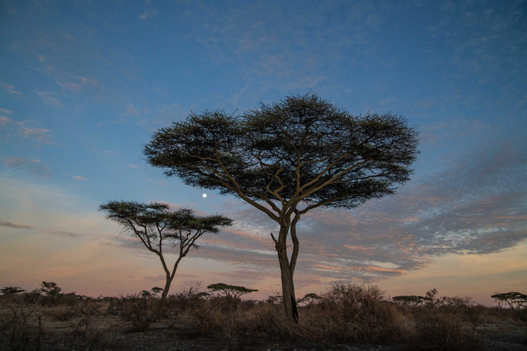 2 giorni Tanzania Budget Lodge Tarangire e Ngorongoro