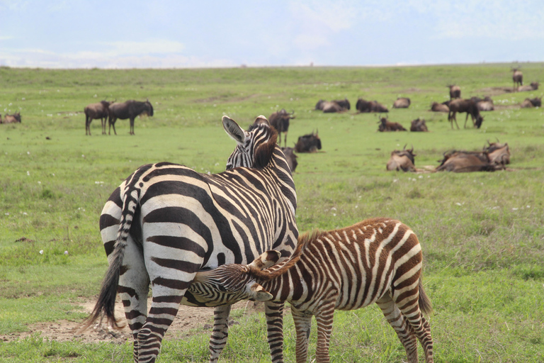 Arusha: 7-Day Safari to Tarangire, Serengeti, and Ngorongoro 7 Days - Tarangire, Serengeti and Ngorongoro Crater