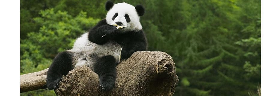 Visite privée d'une demi-journée à la base des pandas de Chengdu