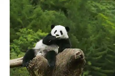Private All-Inclusive Half-Day Tour to Chengdu Panda Base