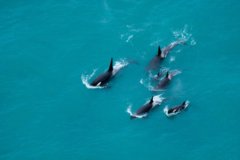 From Christchurch: Kaikōura Day Tour with 30 minute Flight