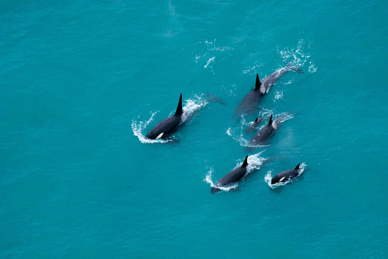 From Christchurch: Kaikōura Day Tour with 30 minute Flight