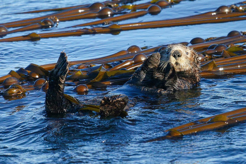 Orcas Island: Whale and Orca Guided Speedboat Tour