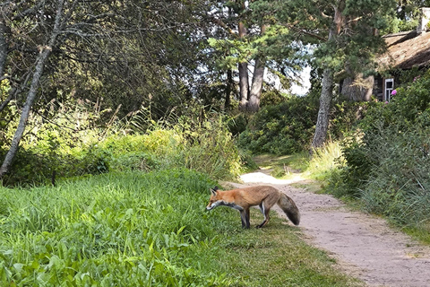 Forest Bathing & Mindfulness Nature Retreat from Tallinn