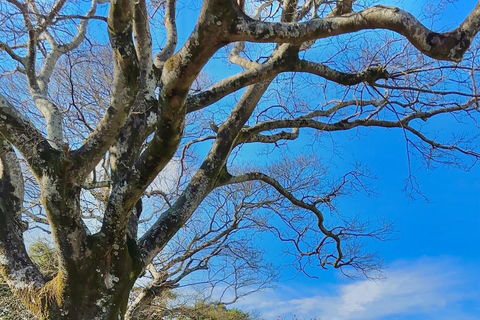 Jeju: Day Tour, Small Volcano & Landmark & UNESCO Heritage Private Day Tour 5hr (Just Car Charter/Not including ticket)