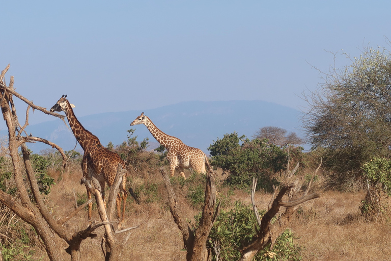 3 days Tsavo East & Tsavo West Safari from Diani/Mombasa
