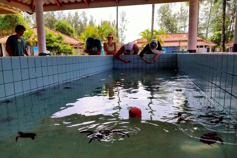 Khaolak: santuario de elefantes con centro de conservación de tortugas