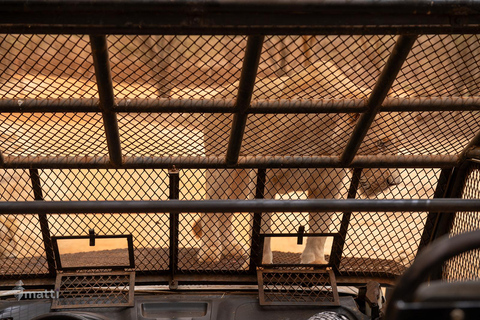 Safari z lwami i przejażdżka po rezerwacie BandiaSafari z lwami i przejażdżka łodzią w Bandii