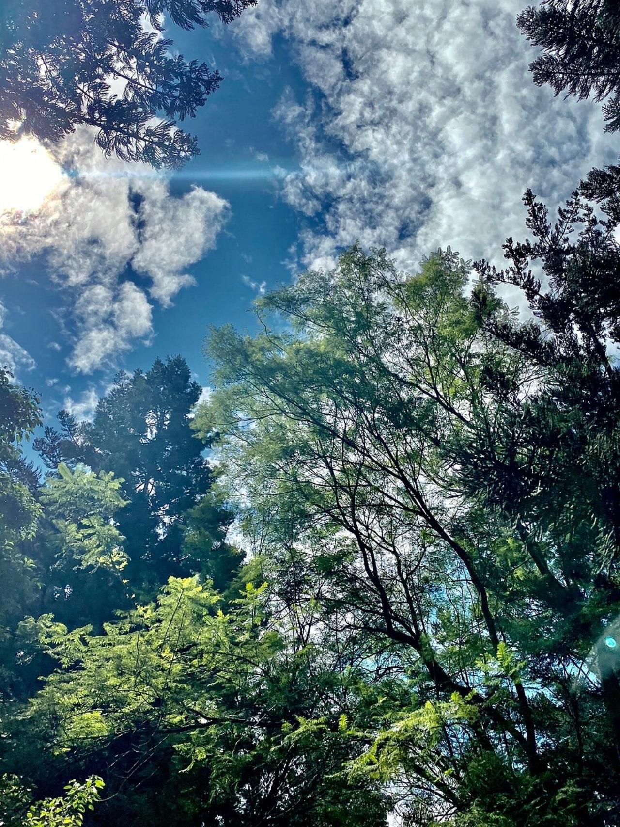 Nairobi: Rundgang durch den Karura-Wald