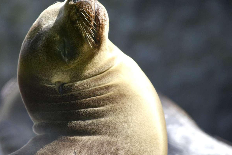 Vanuit Lima: Paracas en Huacachina begeleide woestijnoase reis