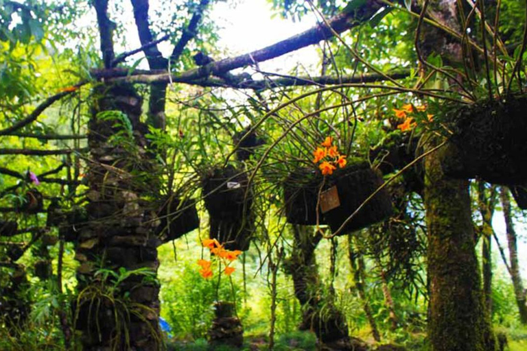 Sapa: "Dragon Jaw Mountain" Panorama Experience