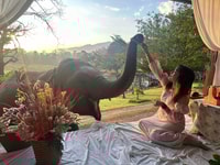 Chiang Mai, Good Morning Elephant de 2 jours et se trafic de la nuit - Housity