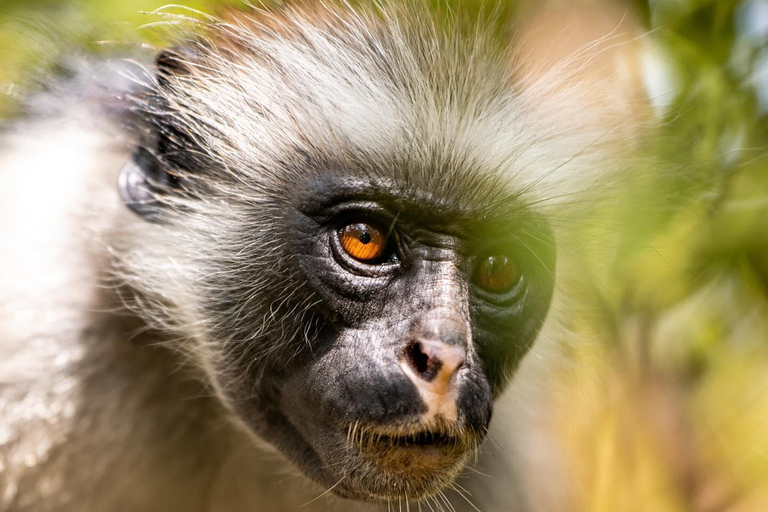 Zanzibar: Floresta de Jozani + excursão à Cidade de Pedra com traslado