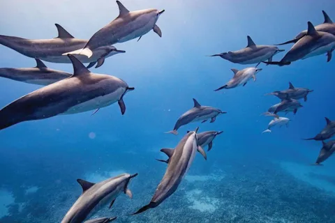 Maui: Semi-Private Eco-Raft Lanai Snorkel & Dolphin Tour