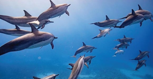 Maui: Semi-Private Eco-Raft Lanai Snorkel & Dolphin Tour