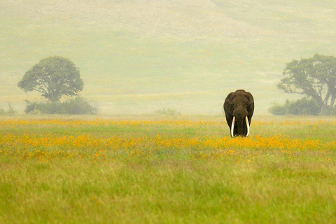 7 jours de safari en Tanzanie