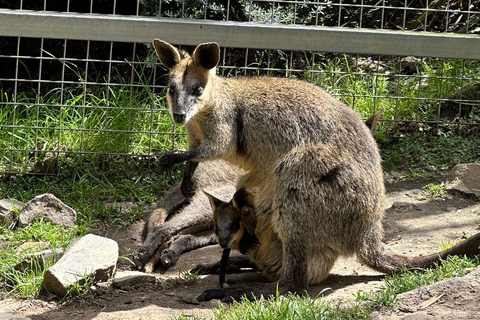 Von Adelaide aus: Kuscheln mit einem Koala und historische Hahndorf-Tour