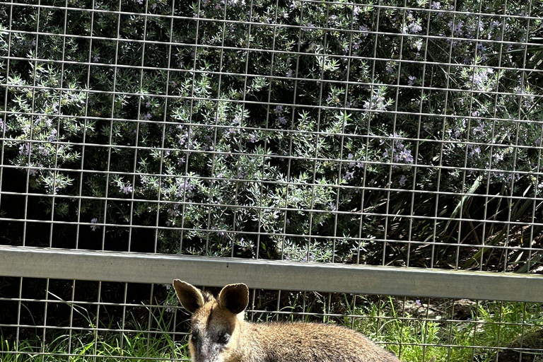 Von Adelaide aus: Kuscheln mit einem Koala und historische Hahndorf-Tour