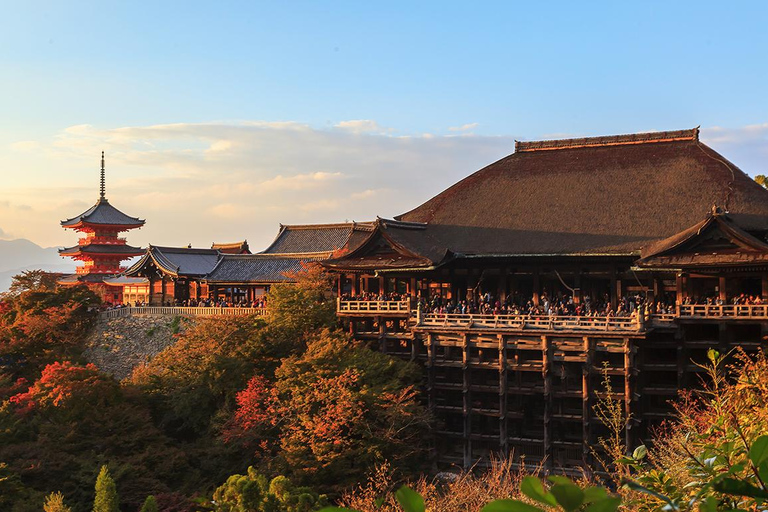 Da Osaka: Tour di un giorno di Kyoto e Nara con avvistamento dei cervi