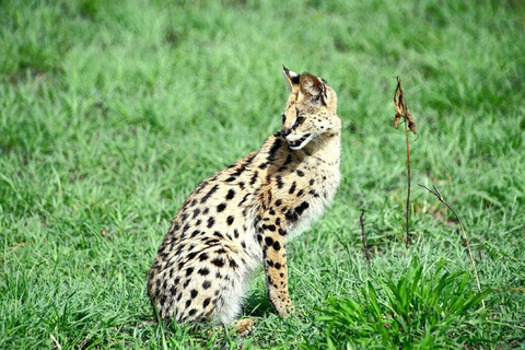 Nairobi: 3-Day epic trip to Maasai Mara Reserve with meals 3 days, 2 nights private safari to Mara in a tourist VAN