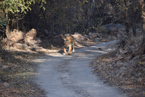 5 nätter 6 dagar Golden Triangle Indien Tour med RanthamboreRundresa endast med bil och förare