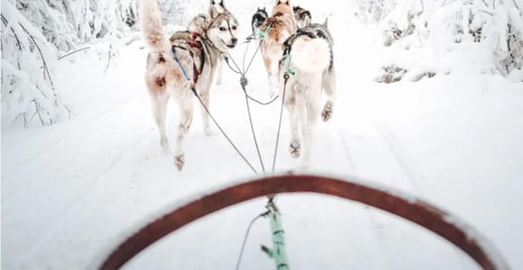 Rovaniemi: Small-Group Self-Drive Husky Sledding Safari