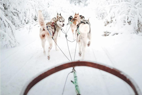 Rovaniemi: Small-Group Self-Drive Husky Experience