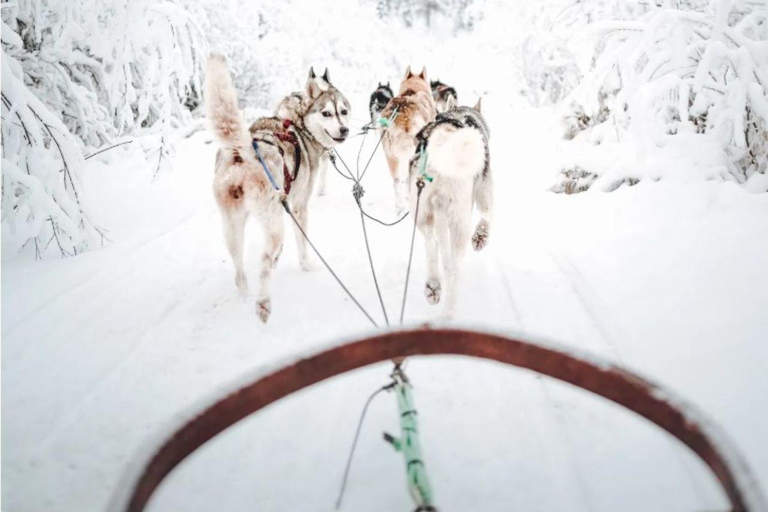 Rovaniemi: Small-Group Self-Drive Husky Experience