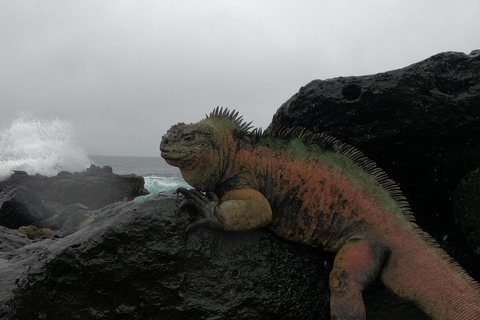 Depuis Puerto Ayora : Pinzón et La Fé - excursion complète de plongée en apnée