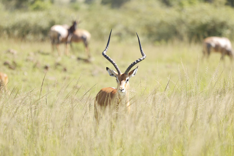 Viaggio di un giorno da Nairobi a Maasai Mara - AWNairobi: Escursione di un giorno nella Riserva Nazionale di Maasai Mara - Privato