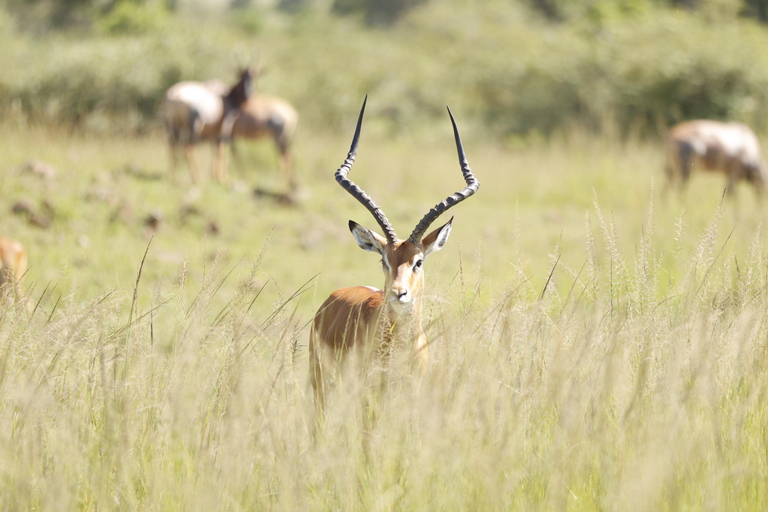 Viaggio di un giorno da Nairobi a Maasai Mara - AWNairobi: Escursione di un giorno nella Riserva Nazionale di Maasai Mara - Privato