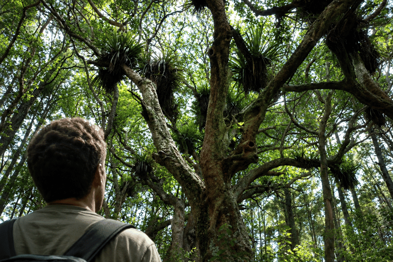 Auckland: Urban Rainforest Half-Day Small Group Walking Tour