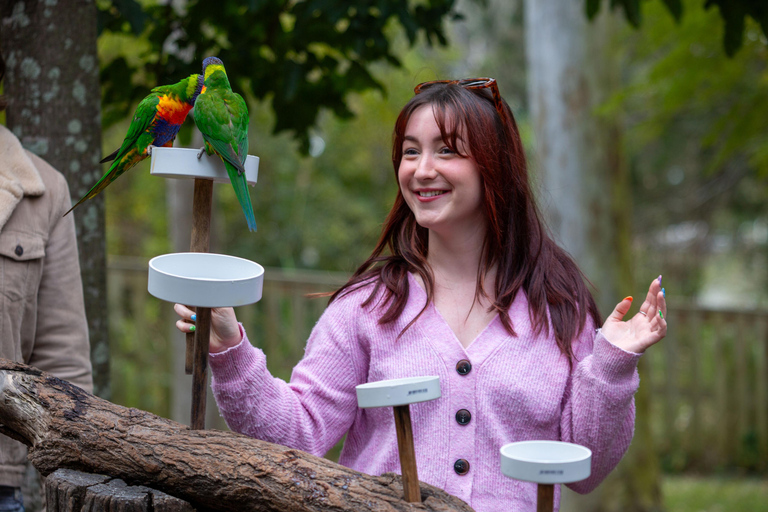 Brisbane: Lone Pine Koala Sanctuary Day Pass