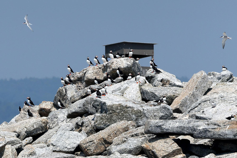 Boothbay Harbor: Puffin & Wildlife Cruise